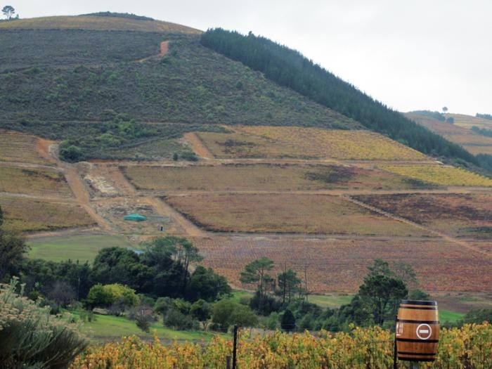 A região vitivinícola de Stellenbosch. Detalhe para os vinhedos em vários níveis. - Antonio Santin