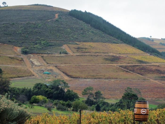 A região vitivinícola de Stellenbosch. Detalhe para os vinhedos em vários níveis. - Antonio Santin