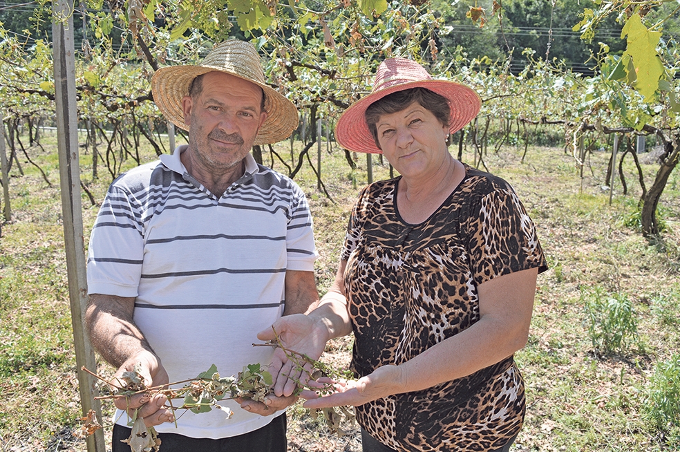 Antonia e Natal tiveram perca em 95% da produção de uva - Camila Baggio