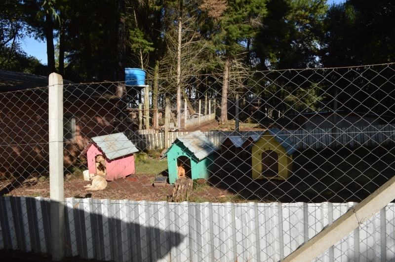 Canil com os animais abandonados localiza-se na comunidade Medianeira. - Prefeitura FC/Divulgação