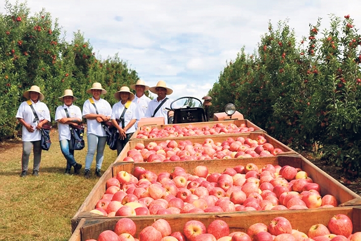 Colheita da maçã nos Campos de Cima da Serra contou com mão de obra da Via Rural.  - Divulgação