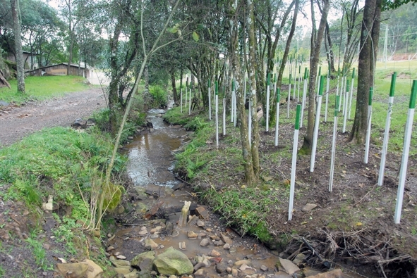 Antes da ação a prefeitura encaminhou o plantio de 3 mil mudas de árvores junto à área degradada. - Arquivo O Florense