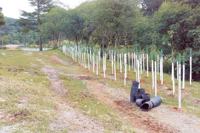 Mais de 3 mil mudas de árvores nativas foram plantadas na APP. - Arquivo O Florense