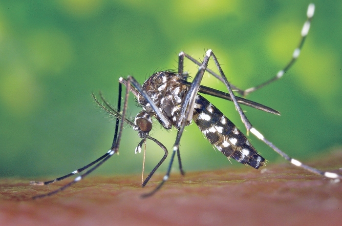 O mosquito ‘Aedes aegypti’ é originário do Egito e se espalhou pelo mundo a partir da Costa Leste da África, primeiro para as Américas. - Wikimedia Commons/Divulgação