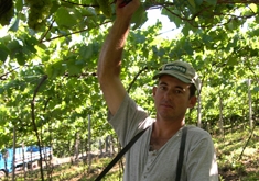 Fernando Vanzin, viticultor em Travessão Carvalho, colhendo Chardonnay: promessa de erradicar Cabern - GIOVANI CAPRA